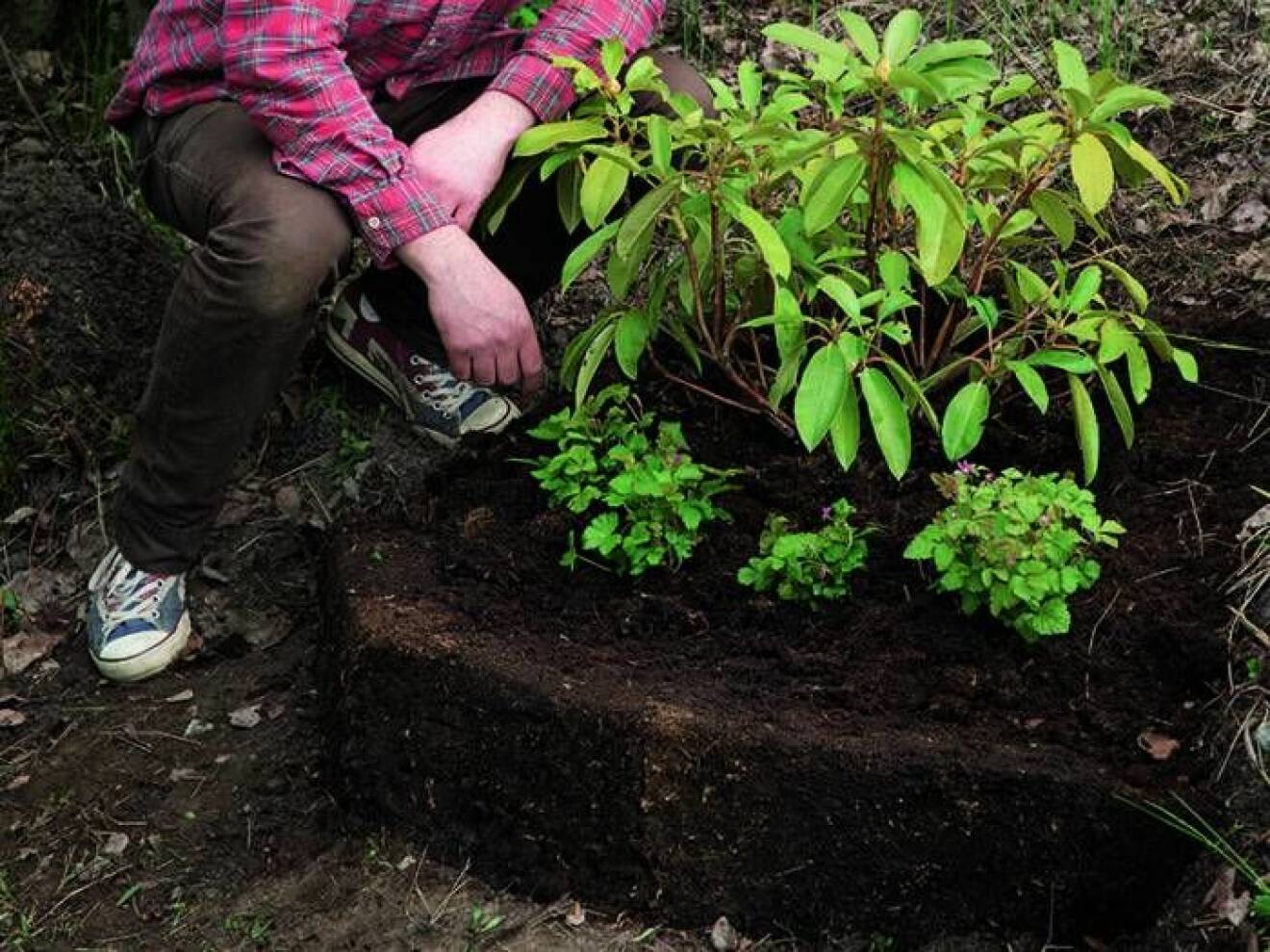 Plantera gärna några marktäckande surjordsväxter, de hjälper till att bevara fukten i jorden och det ser snyggt ut.