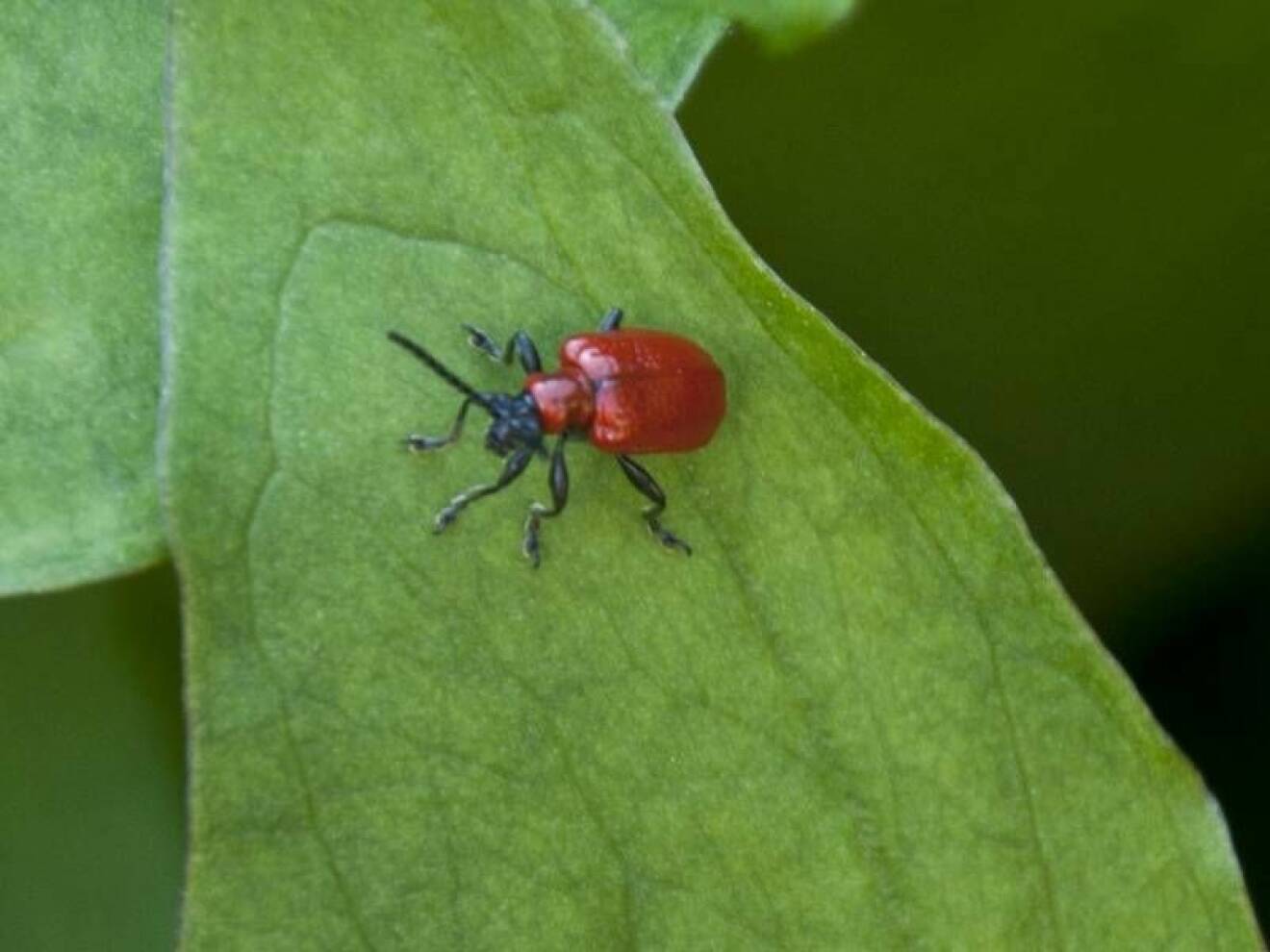 Liljebaggarna är ett gissel för alla typer av liljor. Lätta att se tack vare den röda färgen, men svåra att fånga.
