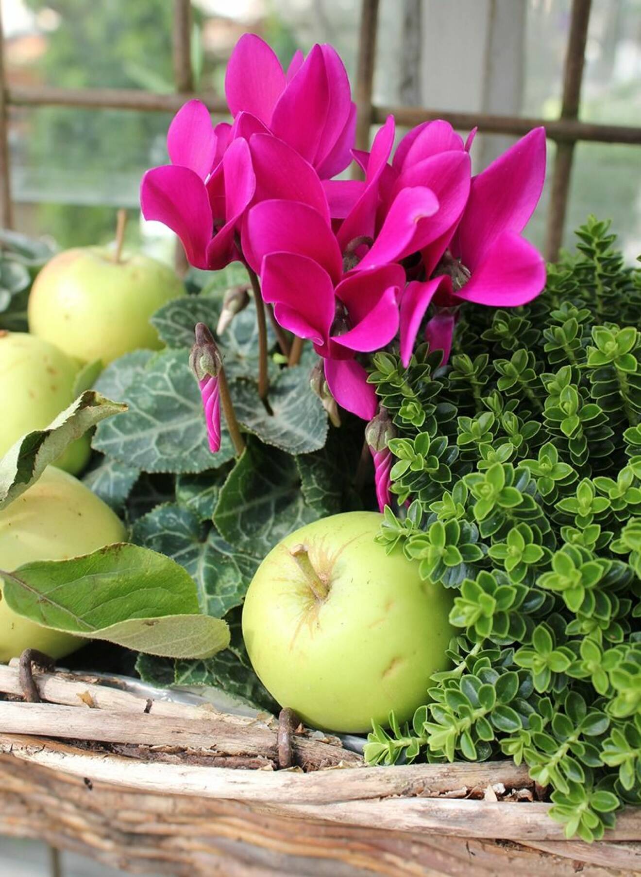 Sött i höst! Den gröna heben har planterats med en rosa cyklamen. Tåliga bra växter båda två. Dekorera med äpplen från trädgården.