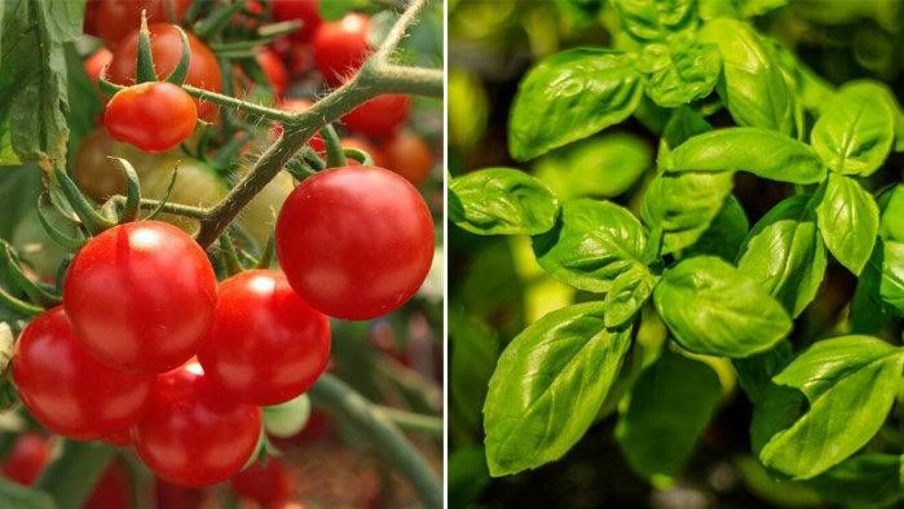 Plantera tomater och basilika ihop.