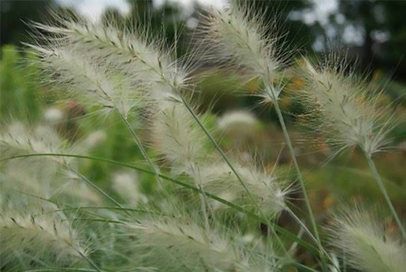 Dunborstgräs, Pennisetum villosum