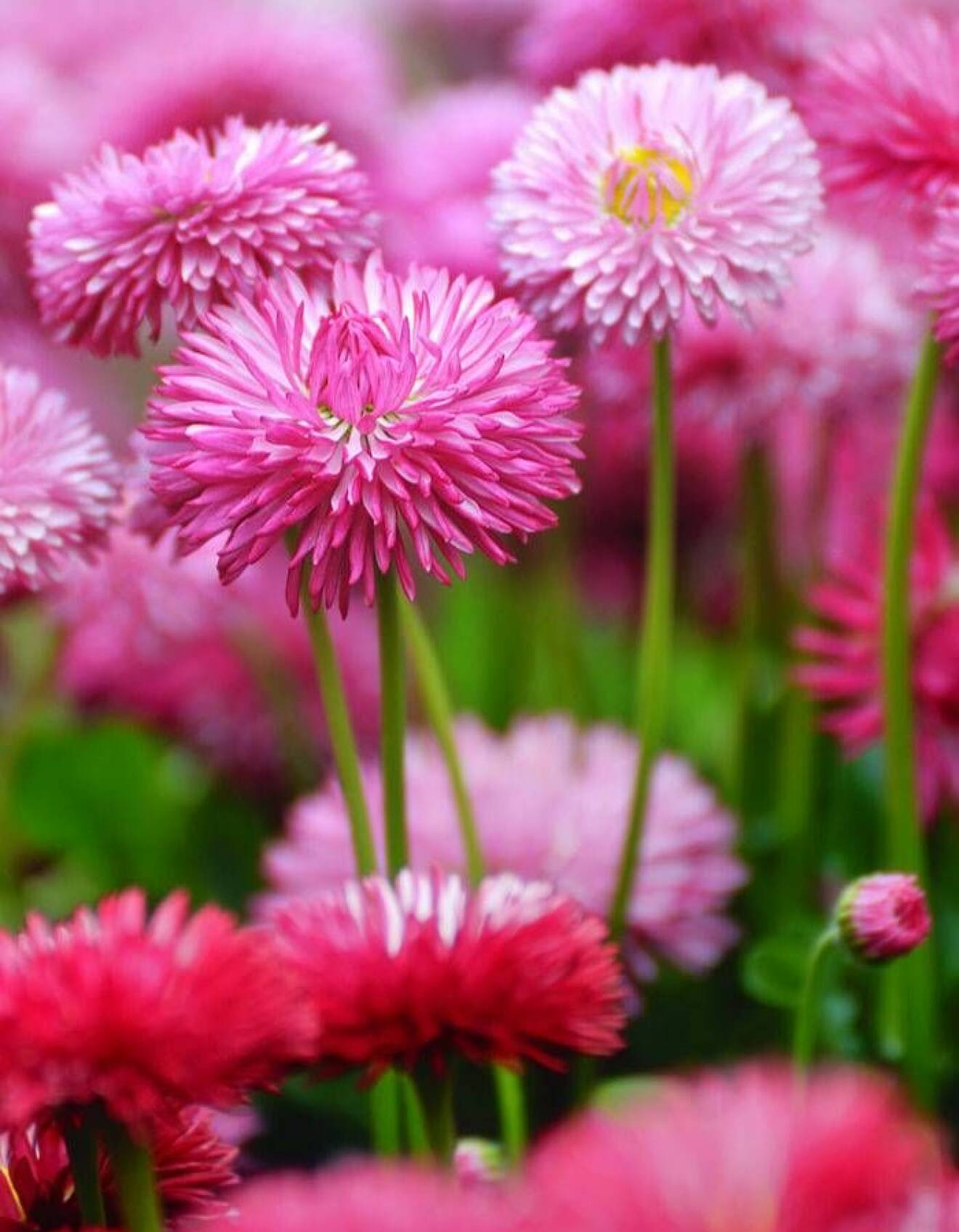 Tusensköna, som egentligen går under namnet Bellis, är en vacker blomma för balkongen under våren och finns i nyanser av vitt, rosa och rött.