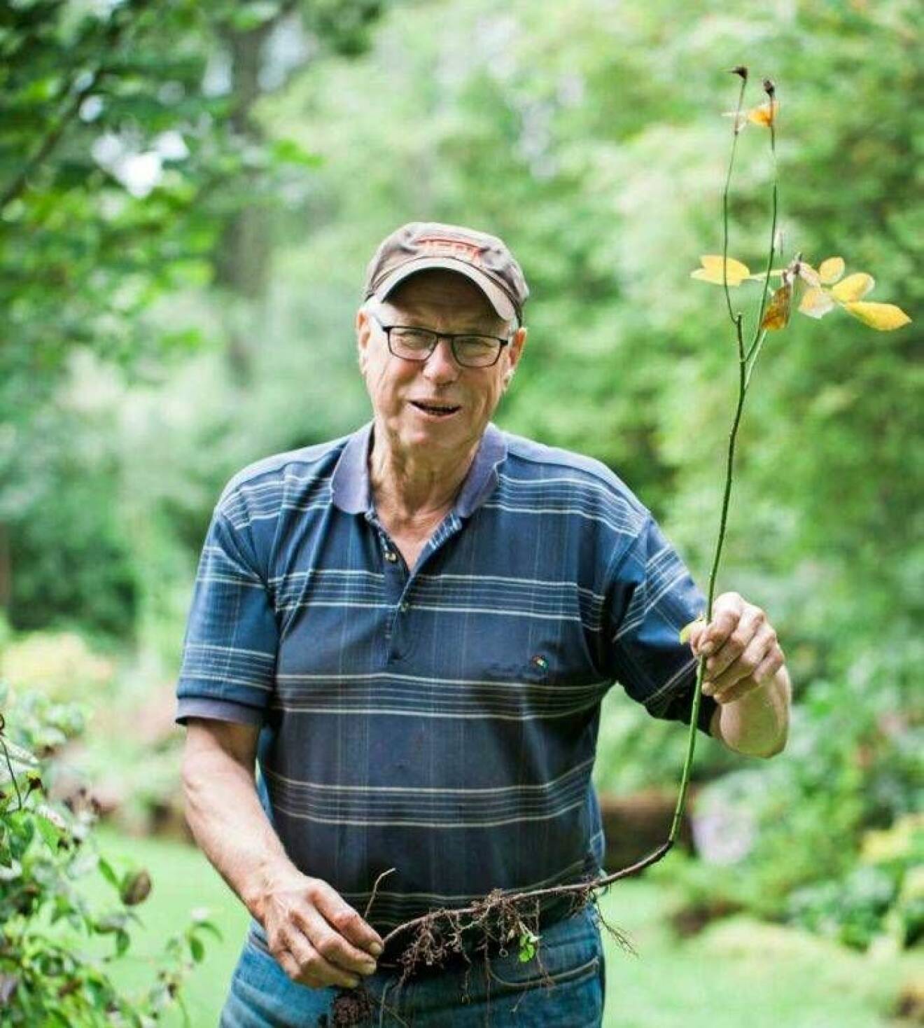 Christer Jonsson är vice ordförande i Svenska Rosensällskapet och har över 250 sorters rosor i sin trädgård.