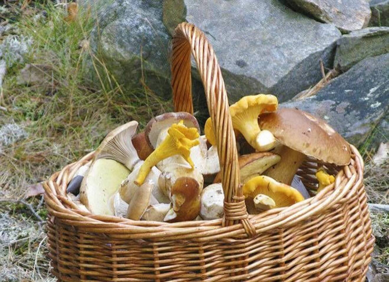 En korg full av svampar.