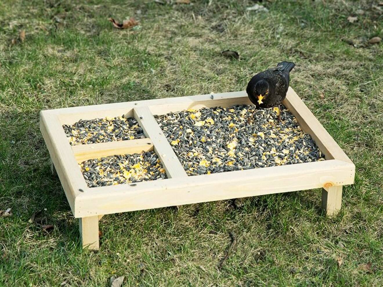 En svart fågel äter från ett fågelbord på marken.