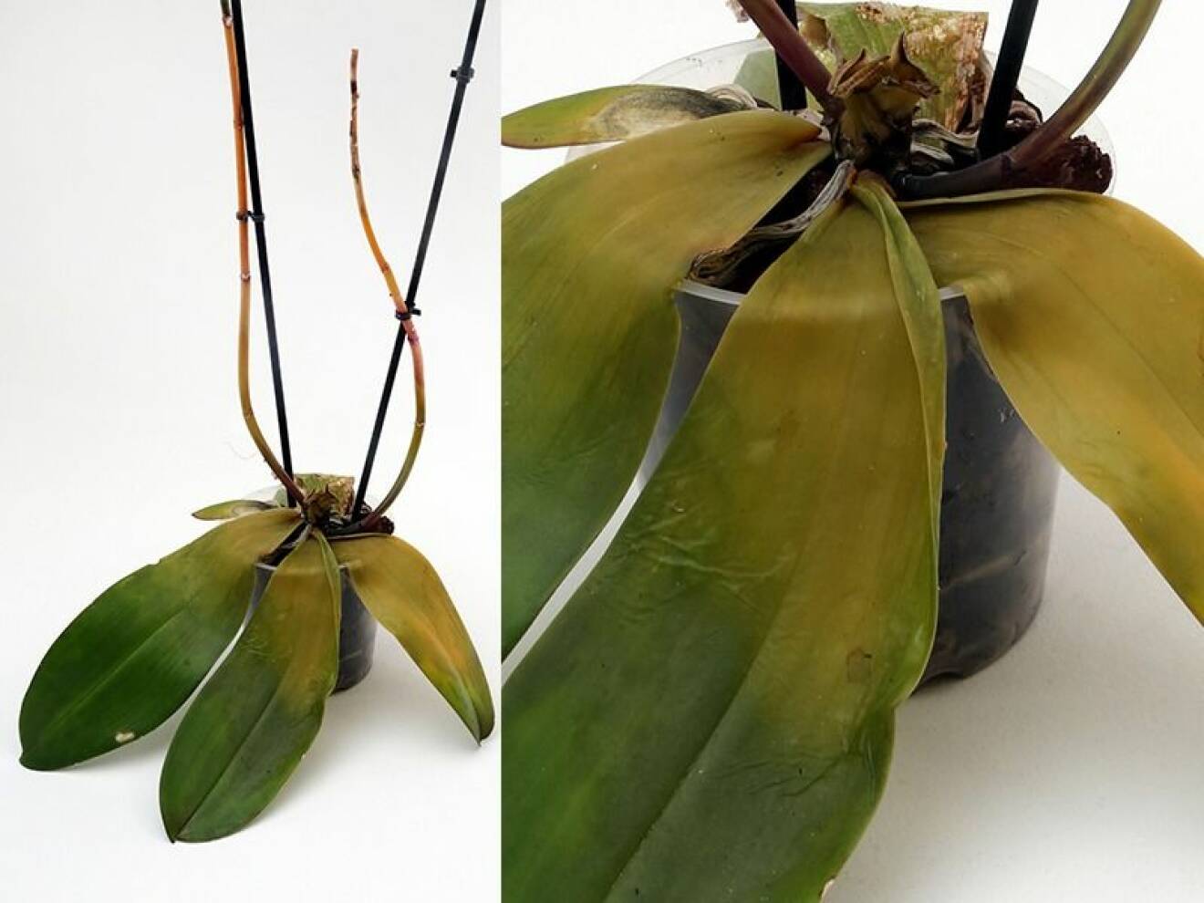 Sloknande och gula blad på orkidé