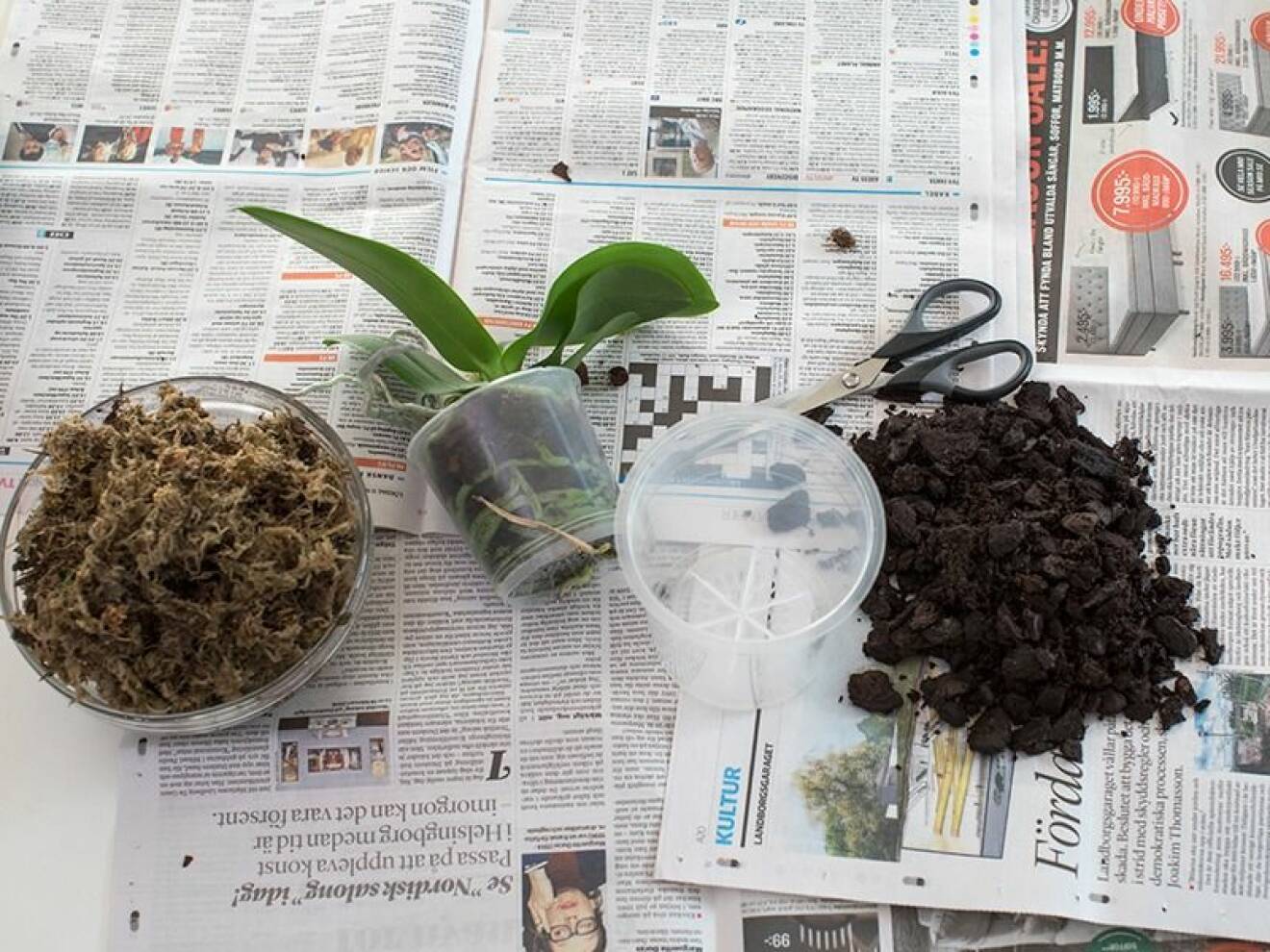 En orkidé på en papperstidning, redo att omplanteras.
