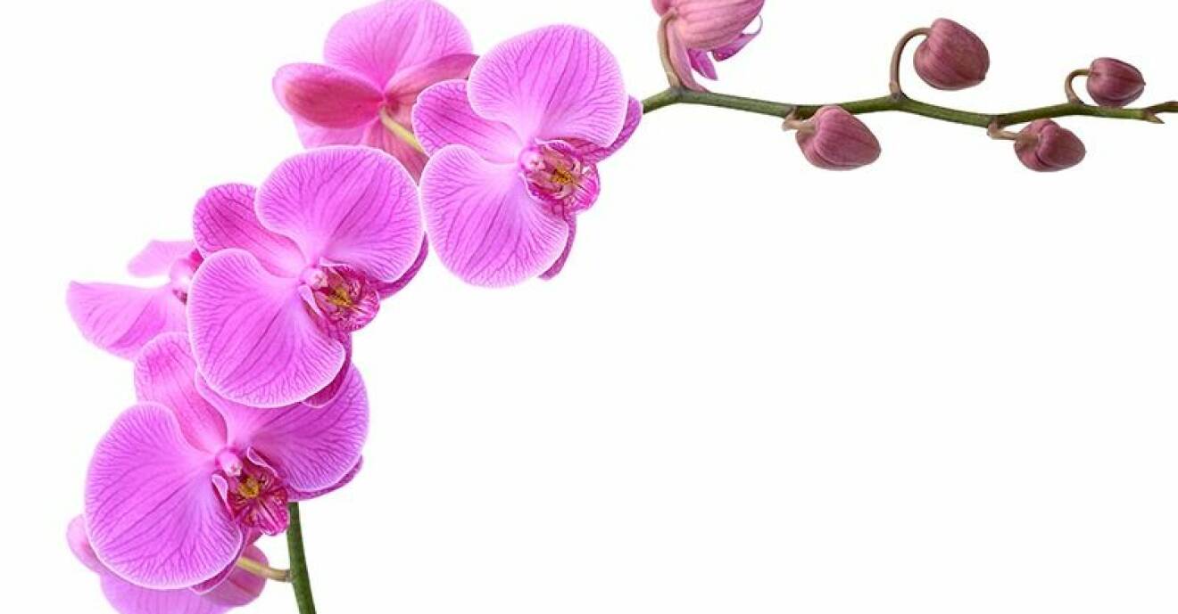 En rosa orkidé.