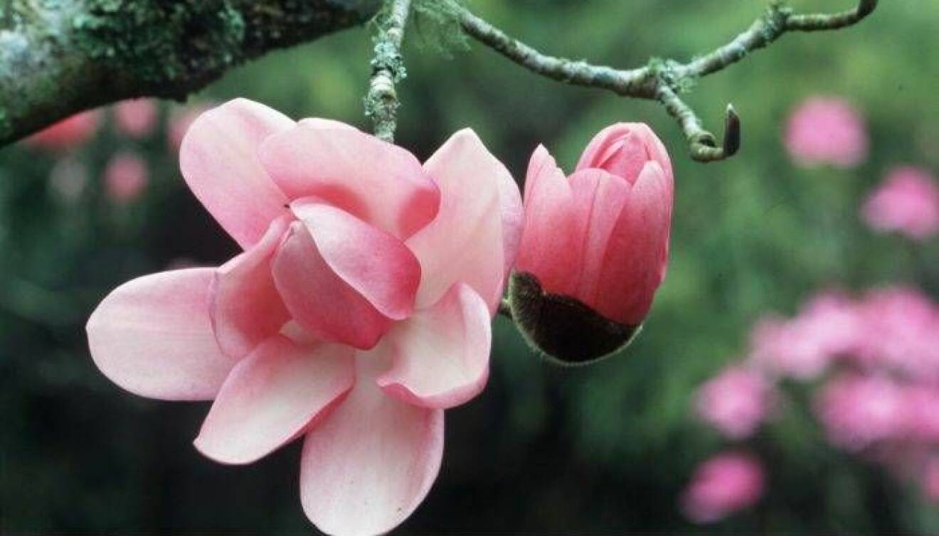En vacker rosa magnolia.