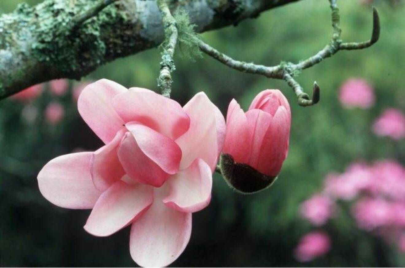 En utslagen och en delvis utslagen magnoliblomma.