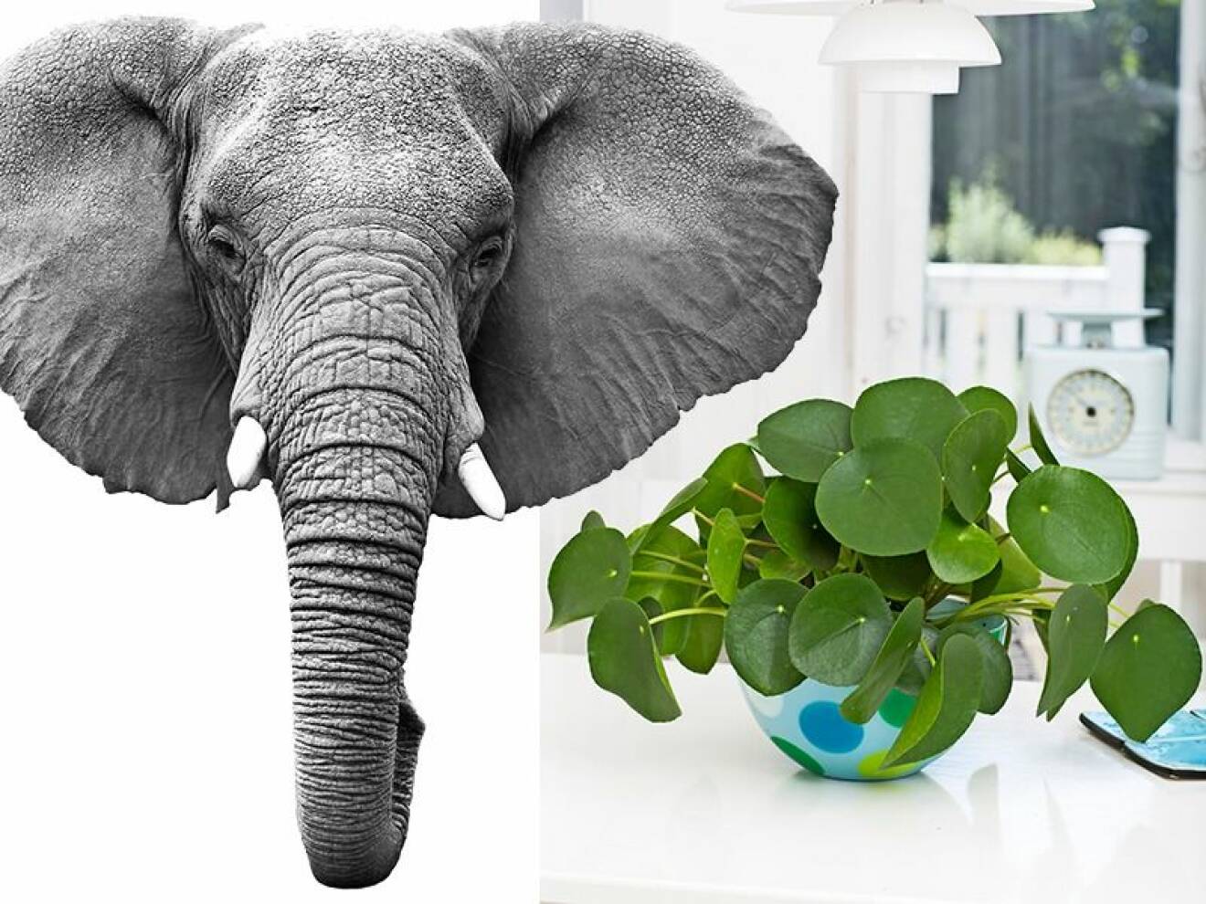 Krukväxten elefantöra har fått sitt namn från, som ni kanske gissade, elefantens öron.
