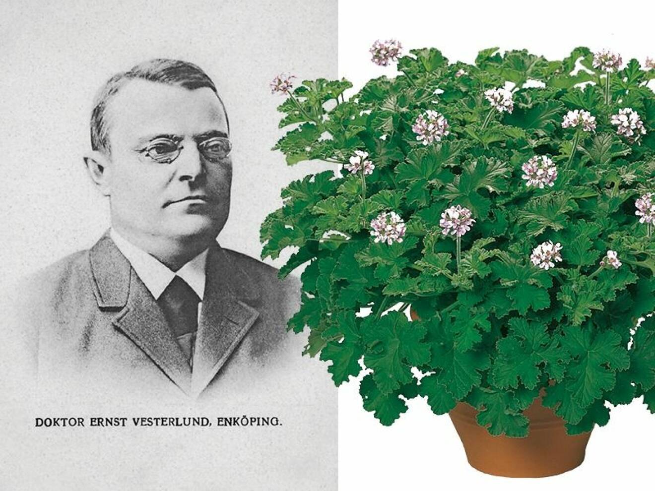 Blomman Dr. Westerlunds hälsoblomma är döpt efter läkaren Ernst Westerlund som verkade i Enköping (1839–1924).