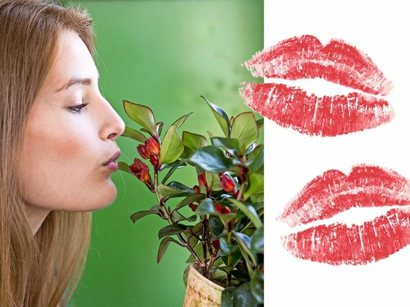 Krukväxten pussmun har fått sitt namn av att blommorna liknar en pussmun om man tittar riktigt nära på dem.