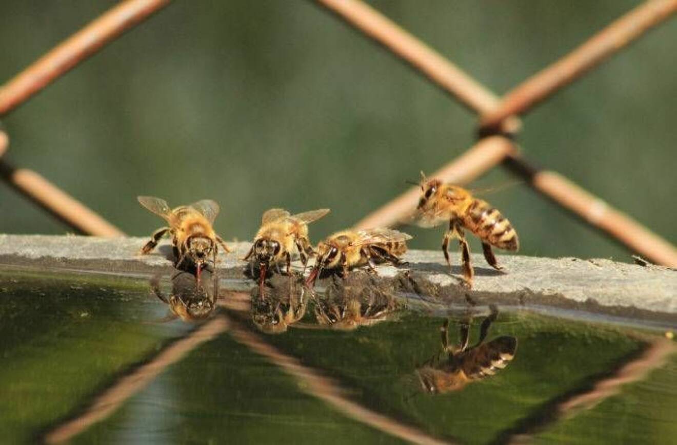 En grupp bin dricker vatten ur grunt fat.