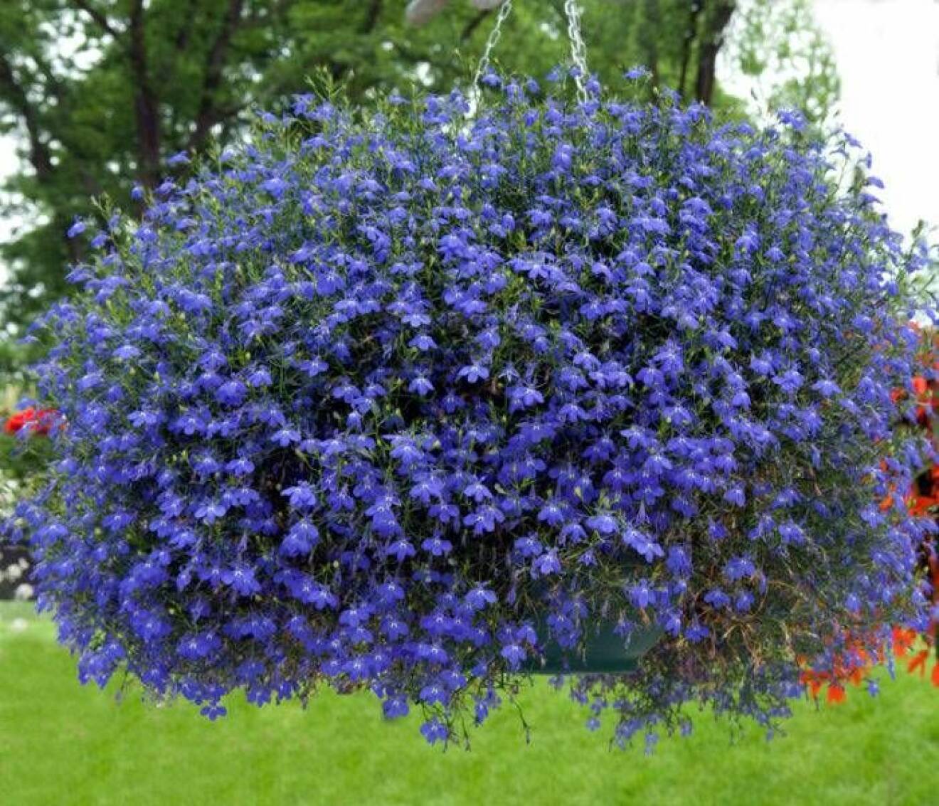 Vackra blå blommor i ampeln.