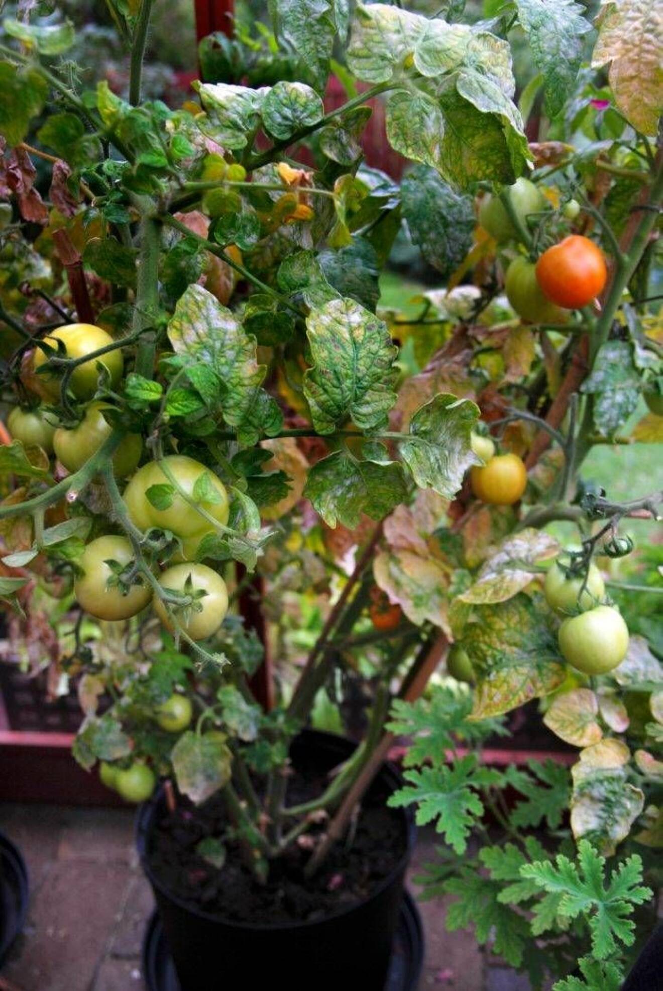 Gråmögel är vanlig på många växter, inte minst på tomater i växthus. Det kan behandlas med produkten Binab, baserat på nyttosvampar.