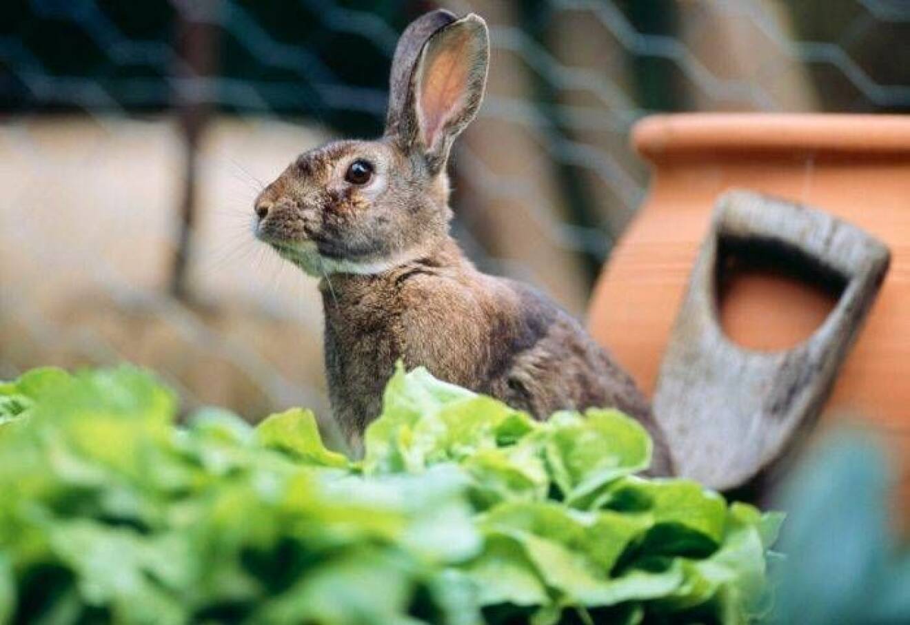 Kaniner – ett vanligt skadedjur i trädgården