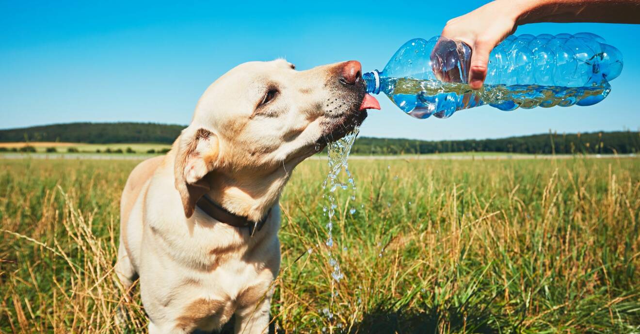 Ta alltid med vatten till hunden varma dagar.