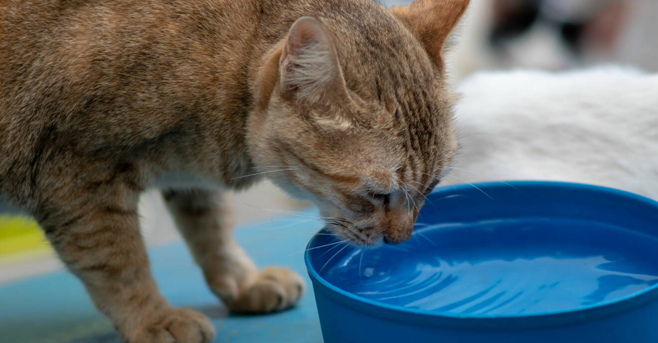 Det är viktigt att katten dricker när det är varmt.