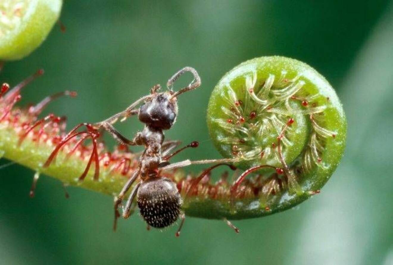 Myror kan förstöra mer än man tror i trädgården.