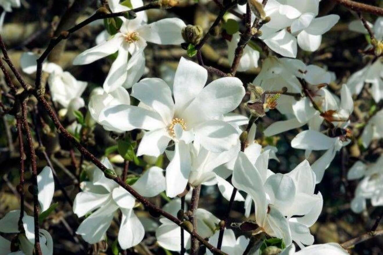 Japansk Magnolia