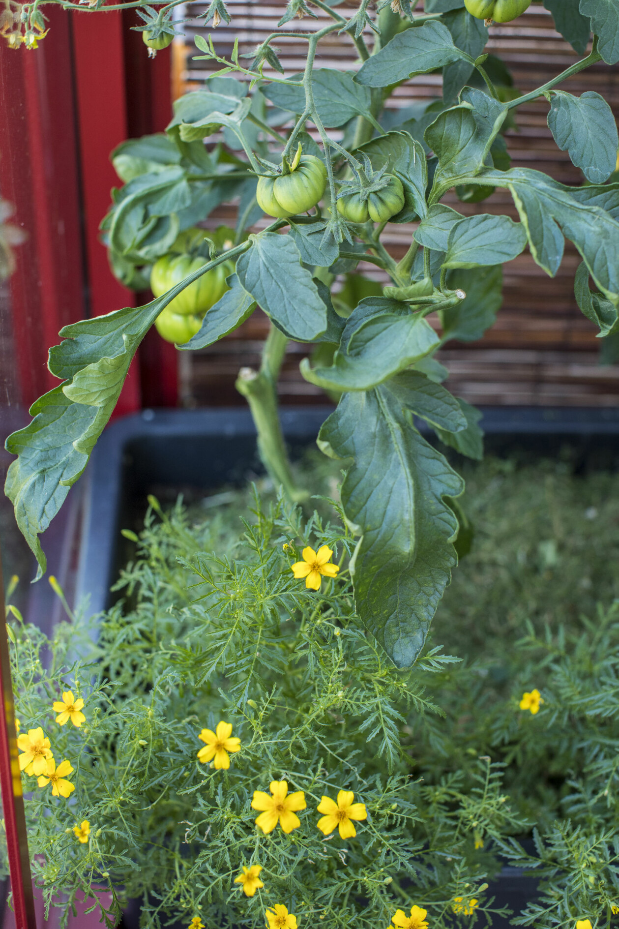 Tagetes som sällskap
