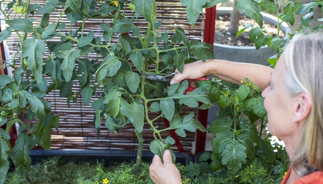 Tomatplantornas bladmassa ska decimeras. När frukterna börjar komma behövs inte så mycket blad.