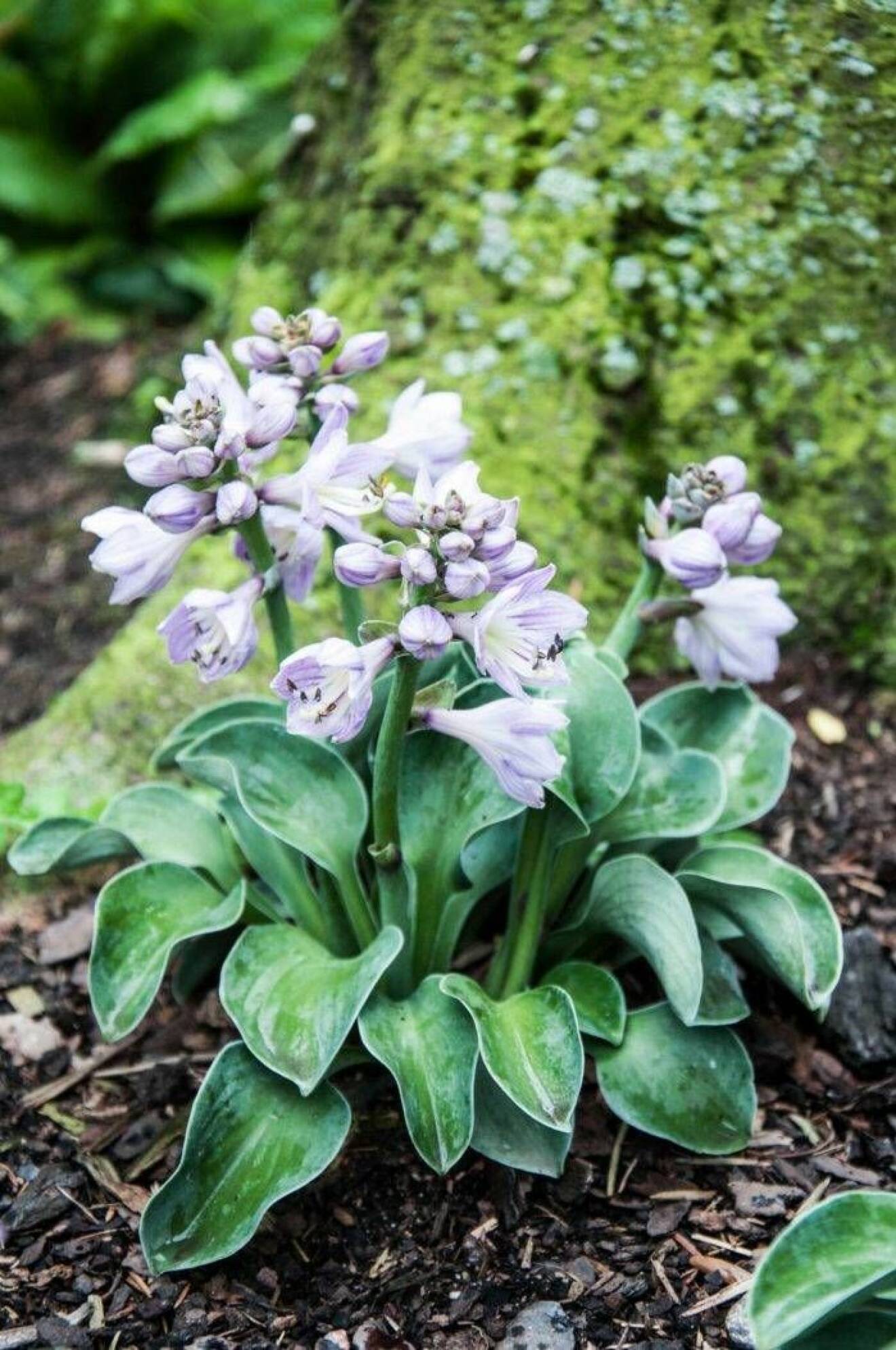 Vem kan motstå den nya lilla funkian ’Blue Mouse Ears’? Bara 20 cm hög och med hyacintliknande blommor. Jättefin även i kruka!