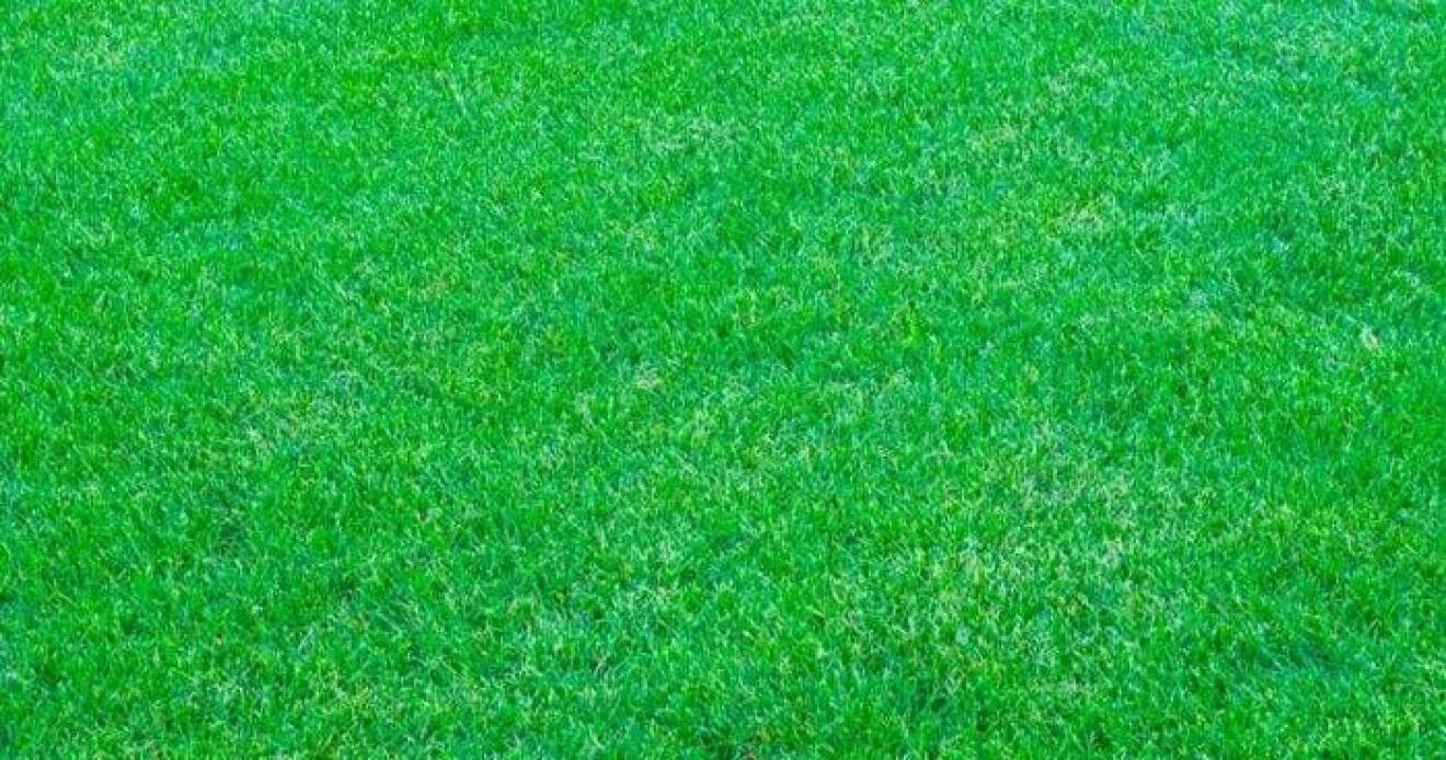 En gräsmatta som blivit bevattnad behåller sin gröna färg i torkan i augusti 2018.