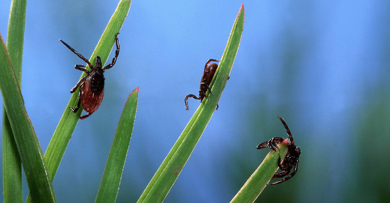 Tick &#8211; waiting for its prey at the top of a grass leaf
