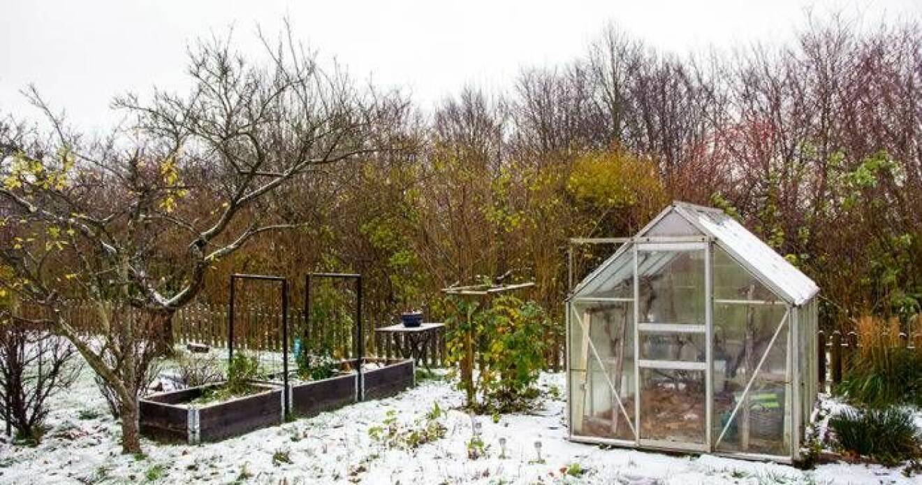 Trädgård med växthus täckt av snö.