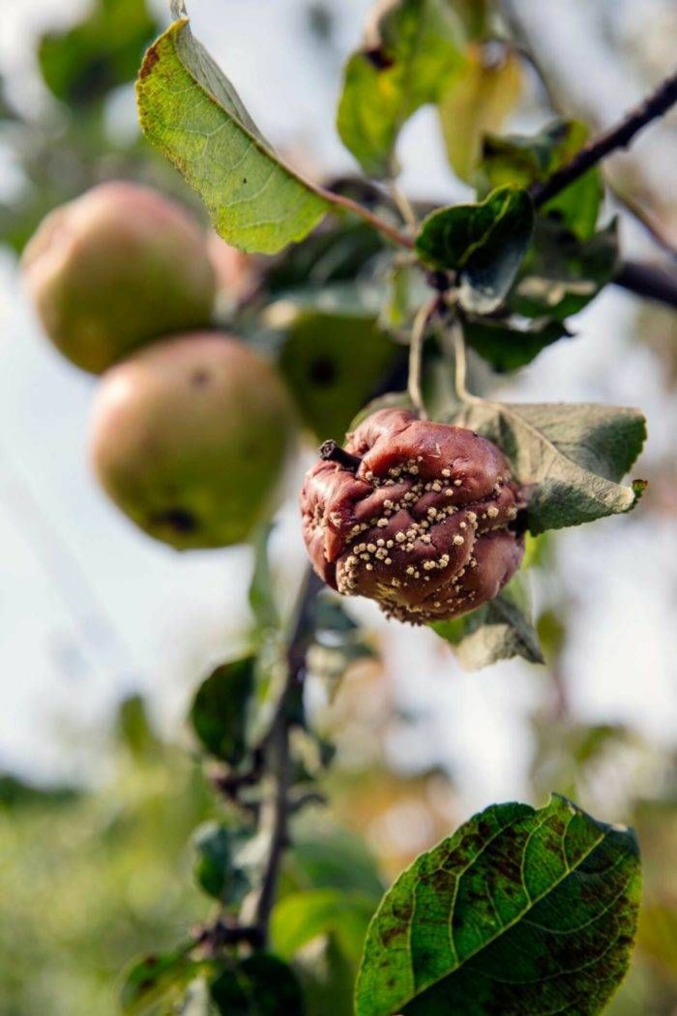 Fruktmögel Monilia angriper äpplen.