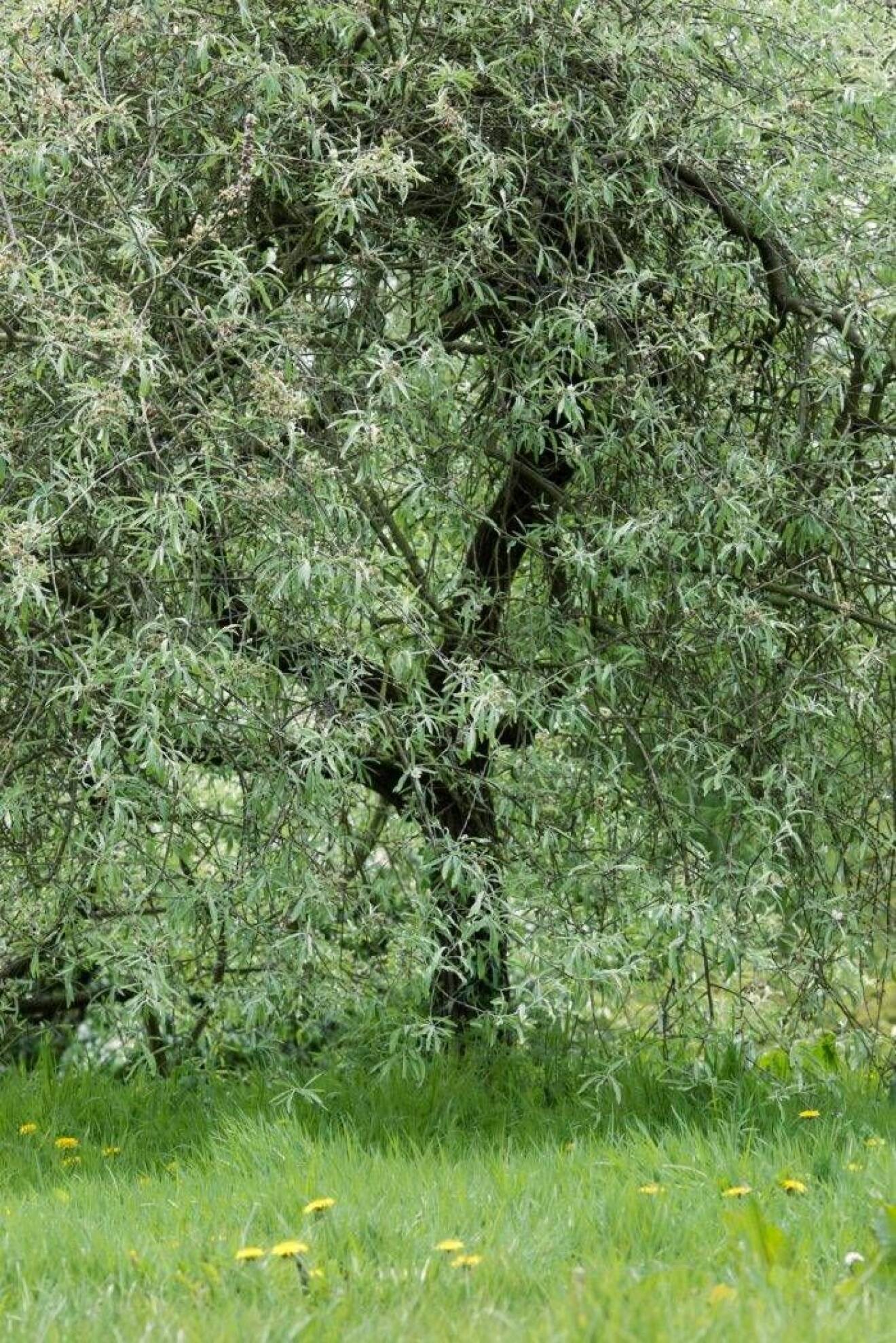 Silverpäron trädguiden basförädlat