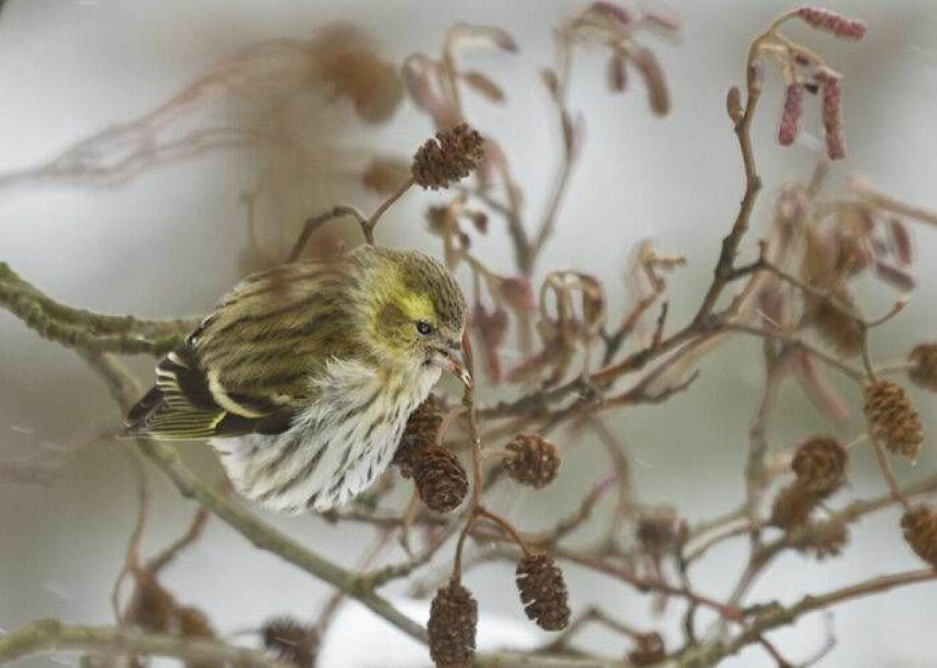 Grönsiskan, en av våra vanligaste småfåglar, sticker ut i vinterlandskapet