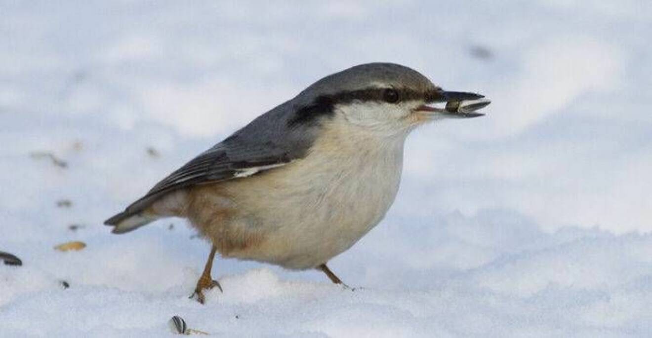 En nötväcka med en nöt i näbben springer på snön i en trädgård under vintern.