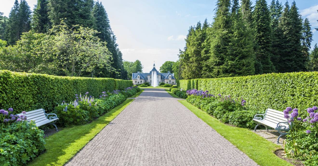 Avenboks-häck på Norrvikens Trädgårdar vid Villa Abelin.