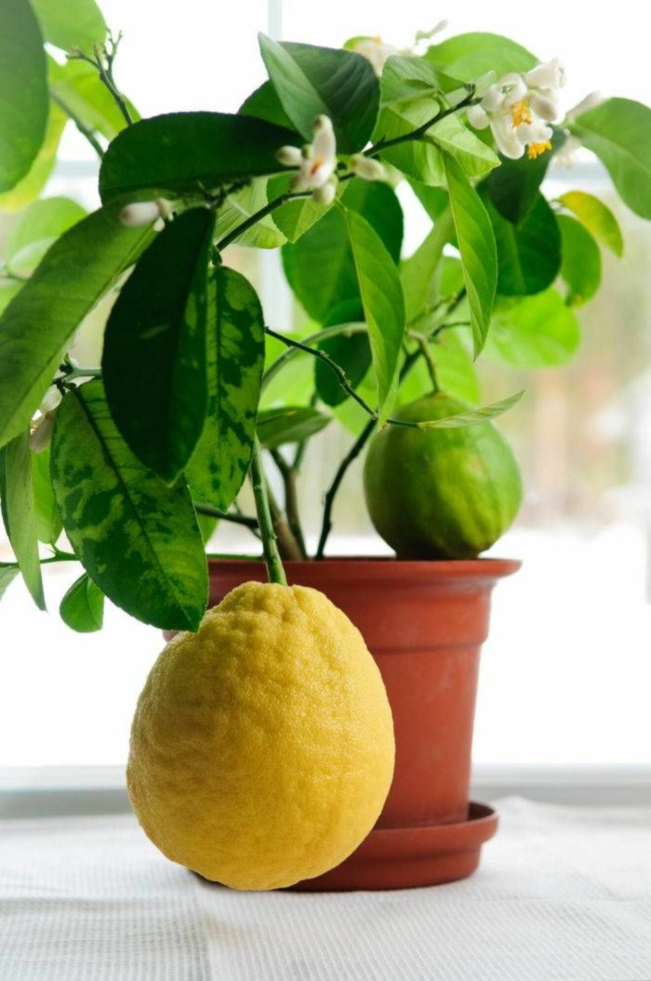 Citronträd hemma.