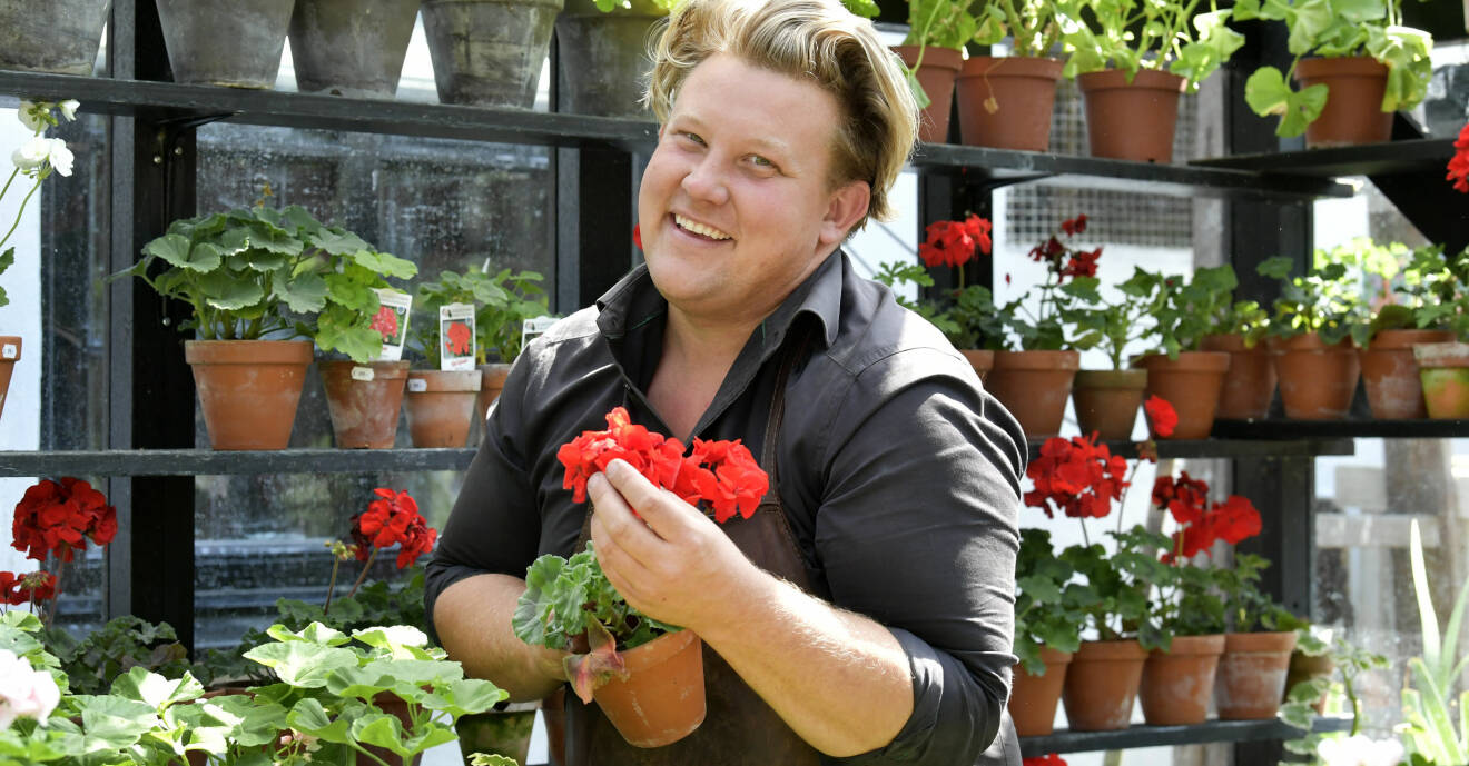 Karl Fredrik på Österlen kramar en pelargon i en växthusliknande byggnad.
