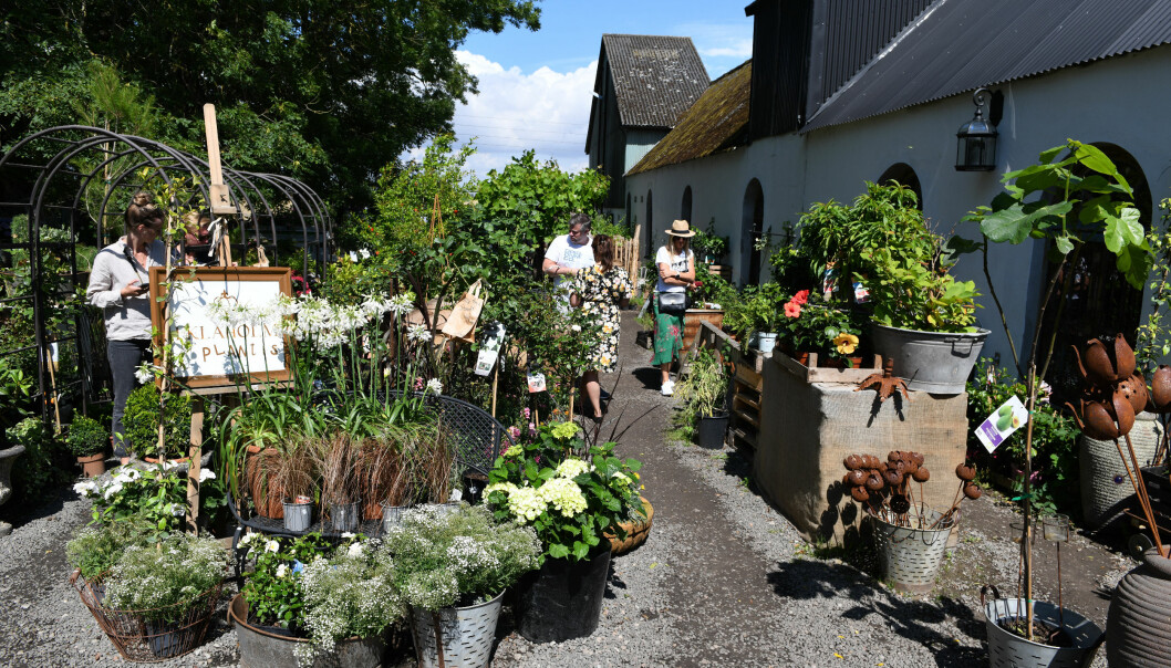Folk har strömmat till gården Eklaholm i sommar, där Karl Fredrik driver handelsträdgård, inredningsbutik och galleri tillsammans med sambon Petter. Fullt ös på Karl Fredriks gård Eklaholm på Österlen. Besökare tittar på blommor.