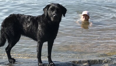 Hunden Sintti och barnbarnet Emma ute på ön där Ria har sin stuga. Hund och flicka som badar