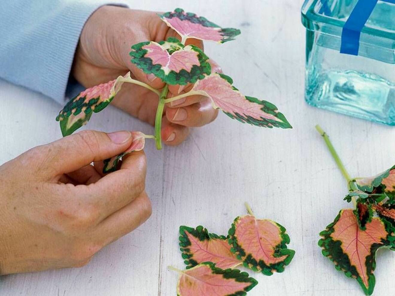 Ta bort blad från en stickling från en palettblomma