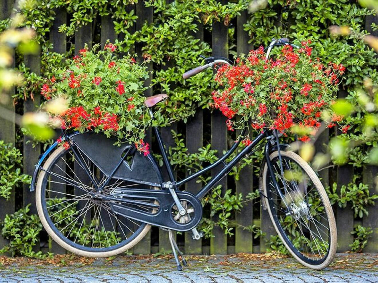 Cykel med pelargoner.