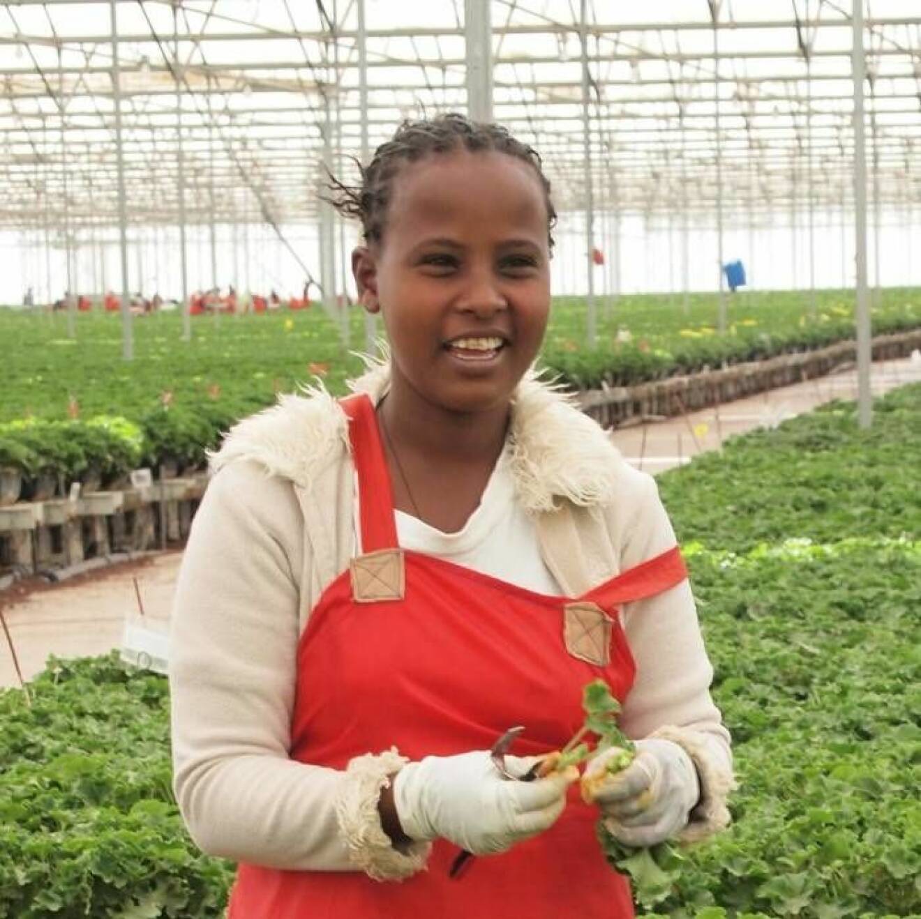 Fair Trade-pelargoner från plantager i Etiopien.
