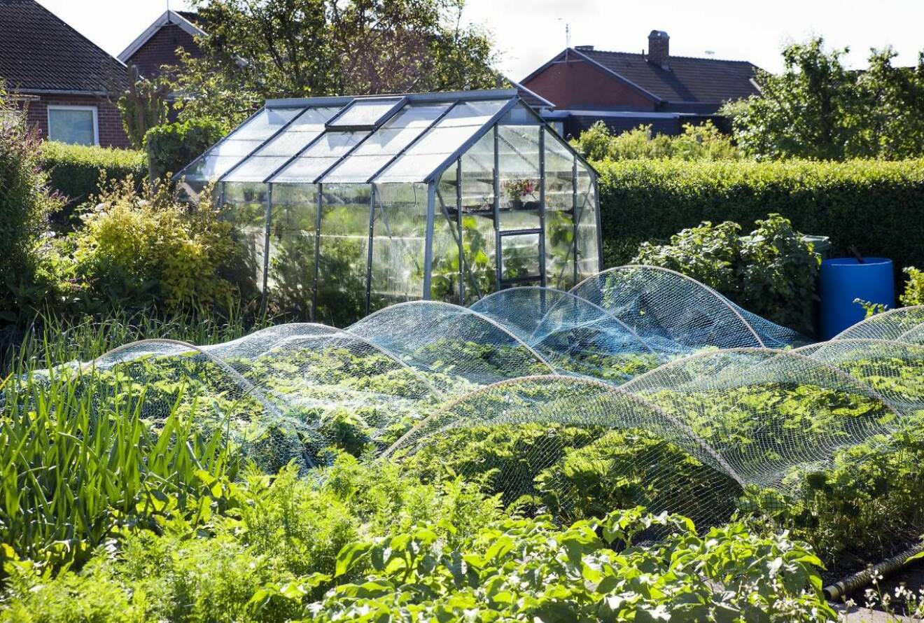 Växthus med jordgubbar 