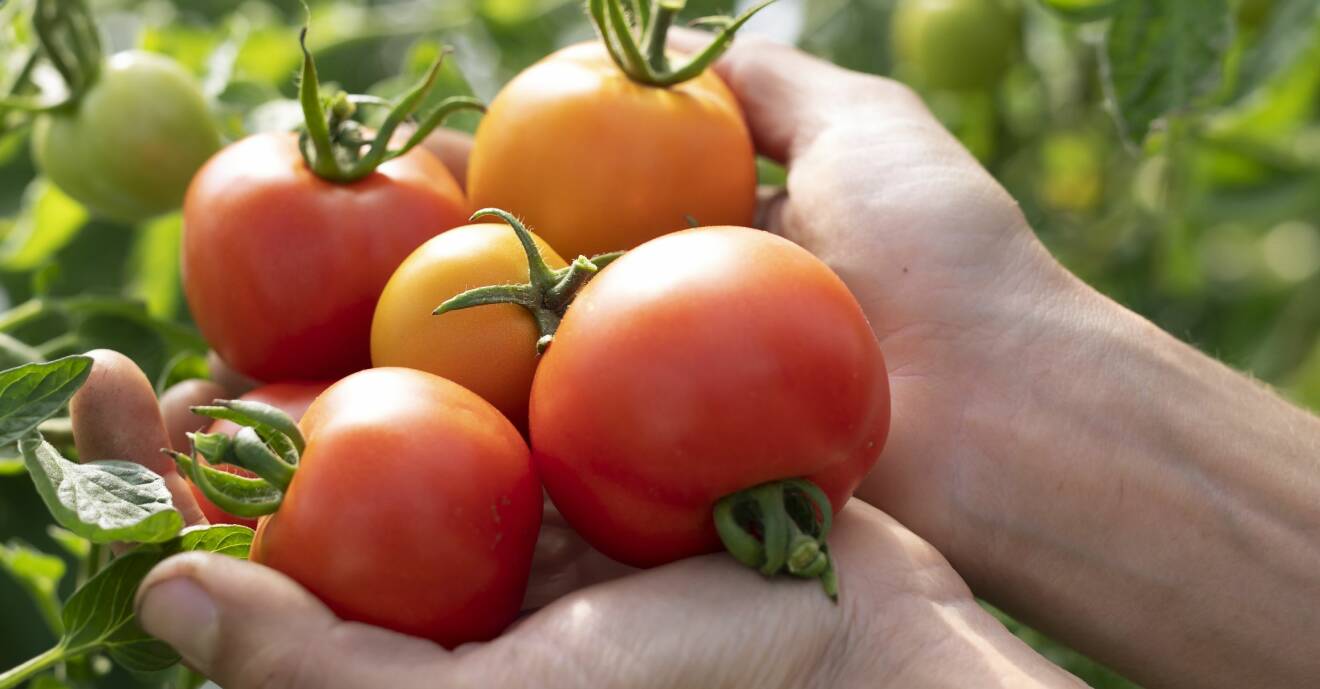 Nyskördade tomater i händerna på bonden.