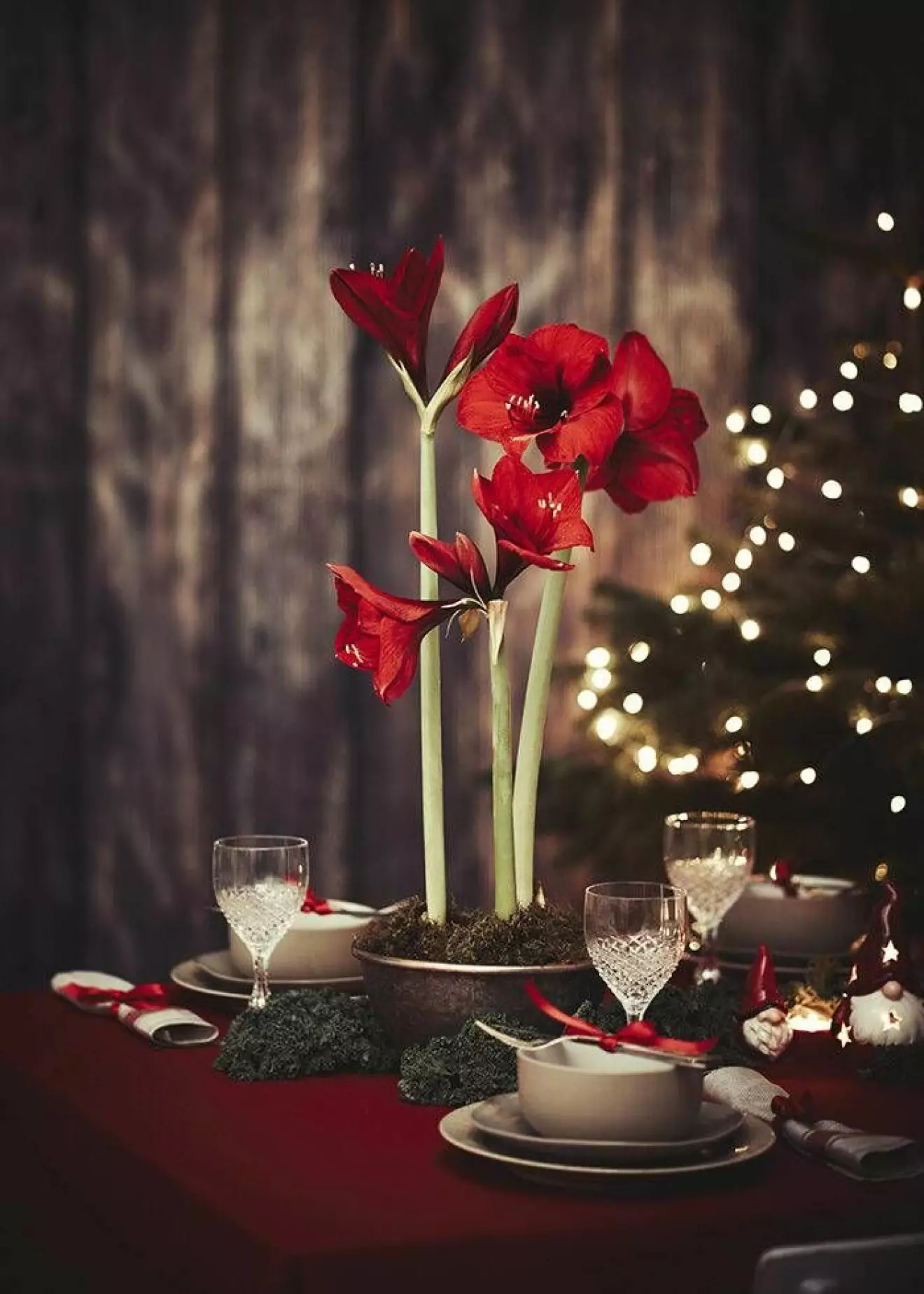 Röd amaryllis är både klassiskt och trendigt julen 2019