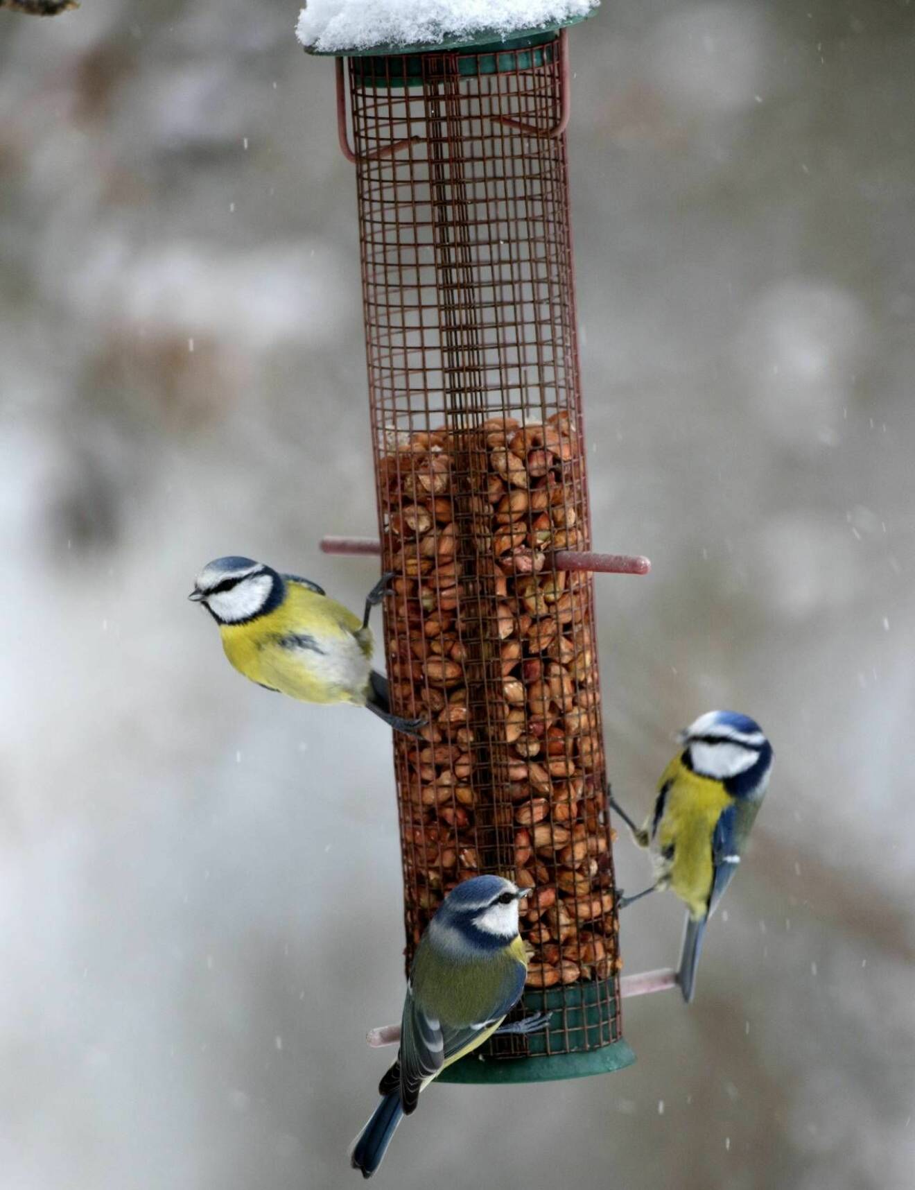 Fåglar äter på en fågelmatare med sittpinnar 