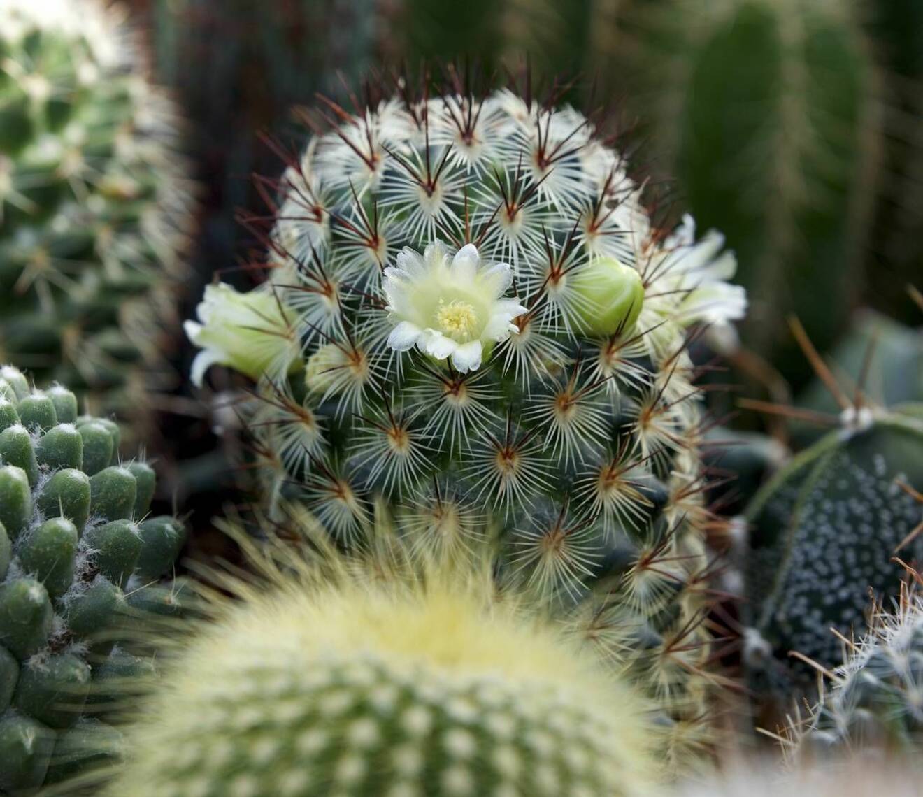 Blommande kaktus 