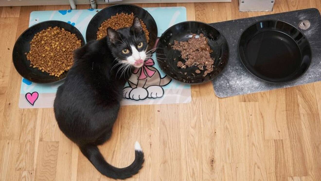 Katten Figaro vid matskålen.