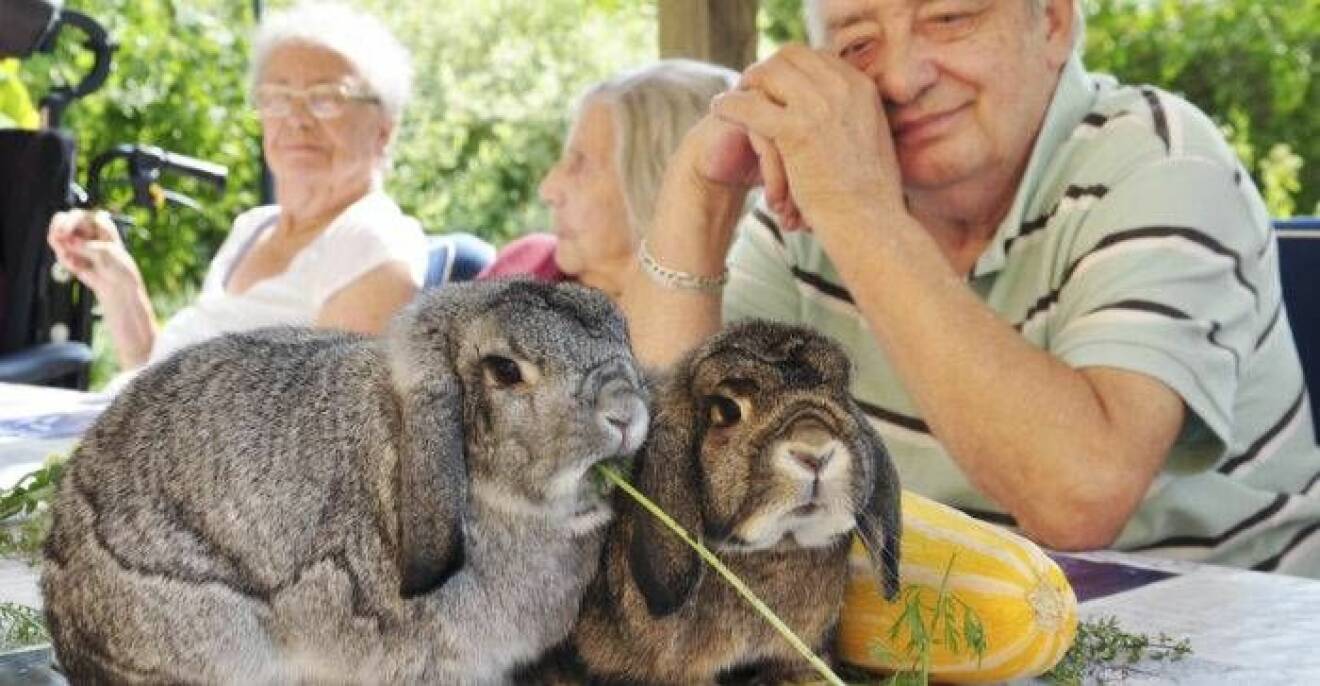 Gunnar njuter av kaninerna Gilbert och Otto som i sin tur njuter av nyskördat från trädgårdslandet. 